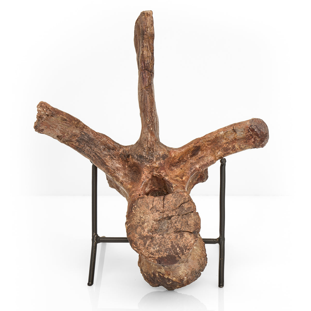 Fossilized Juvenile Allosaurus Vertebra – Cornerstone Minerals
