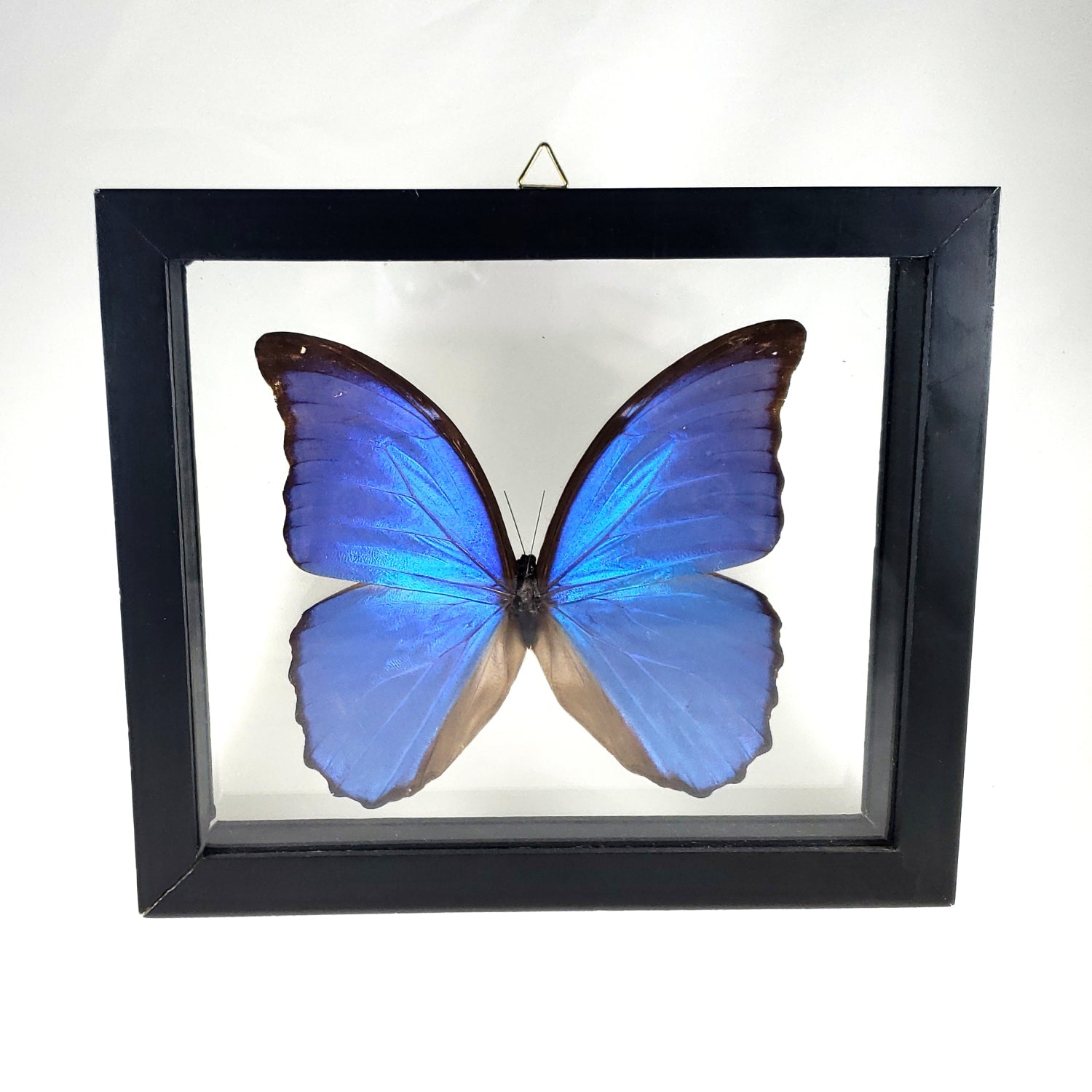 Framed Blue Morpho Butterfly