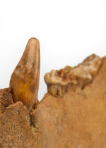 Fossilized Cave Bear Jaw, Romania