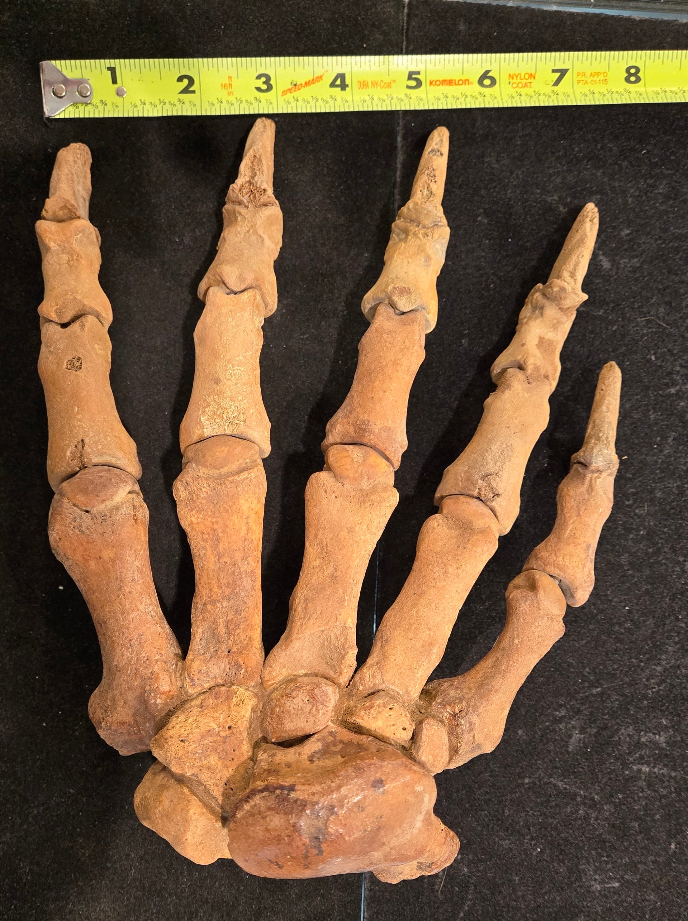 Fossilized Cave Bear Paw, Romania