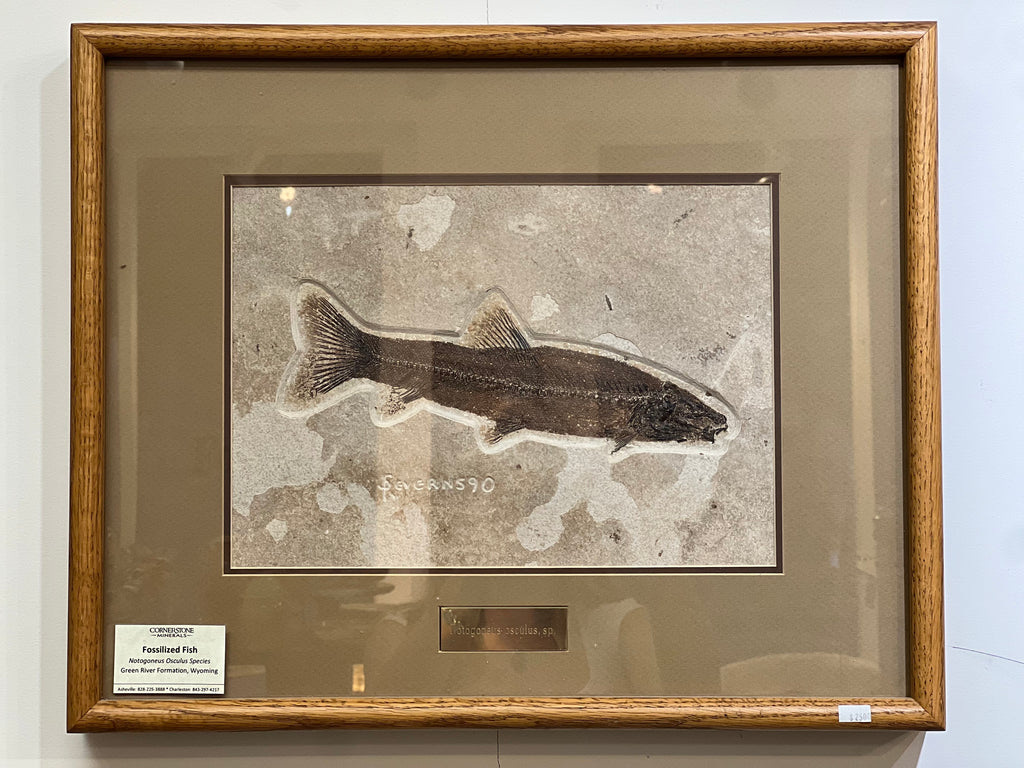 Fossilized Fish Plate