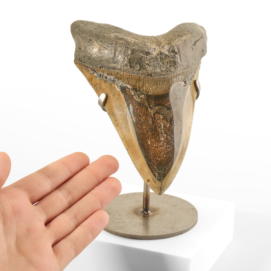 Megalodon Tooth