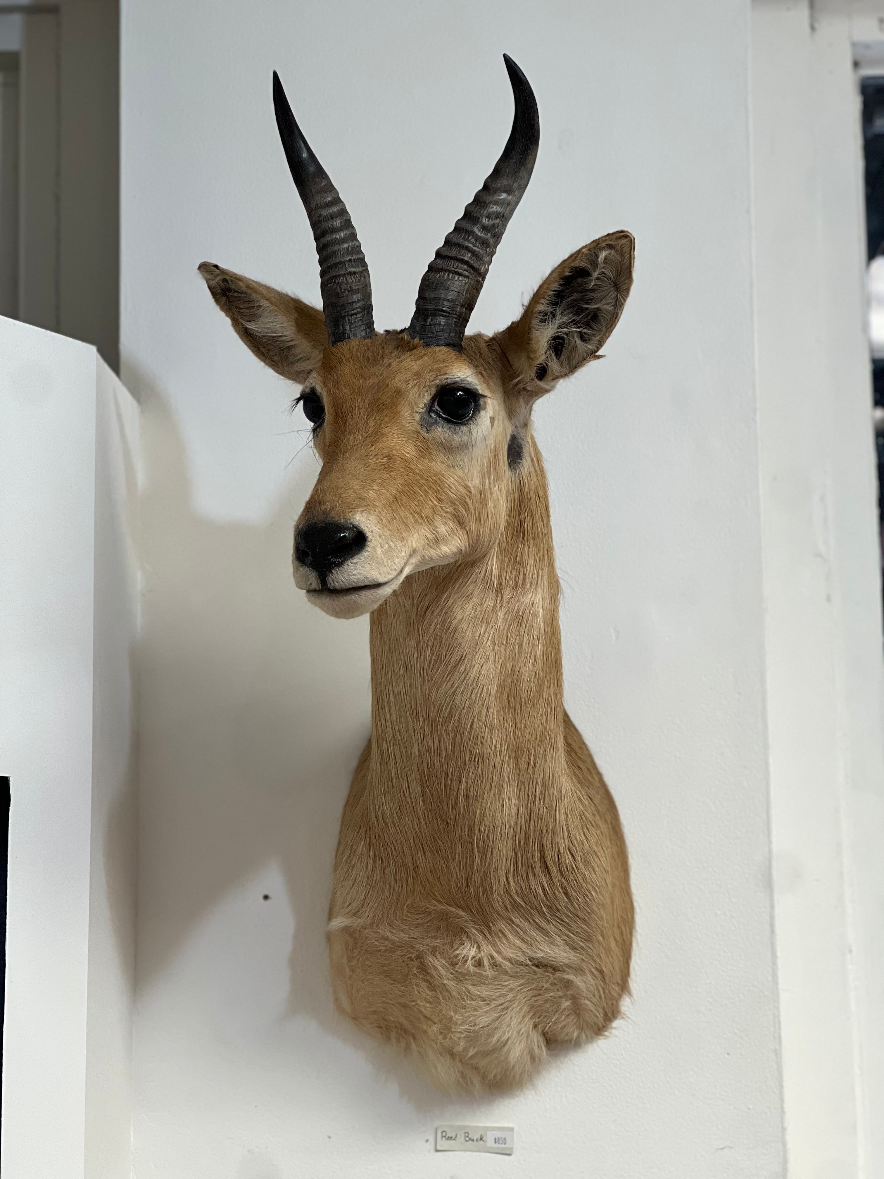 Reed Buck Taxidermy – Cornerstone Minerals