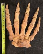 Fossilized Cave Bear Paw, Romania