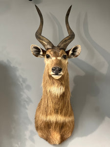 Sitatunga Taxidermy