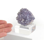 Purple Creedite