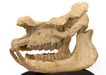 Prehistoric Rhinoceros Skull