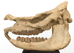 Prehistoric Rhinoceros Skull