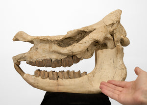 Prehistoric Rhinoceros Skull