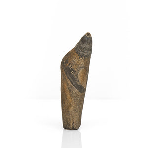 Fossilized Macroraptorial Sperm Whale Tooth, Miocene, USA