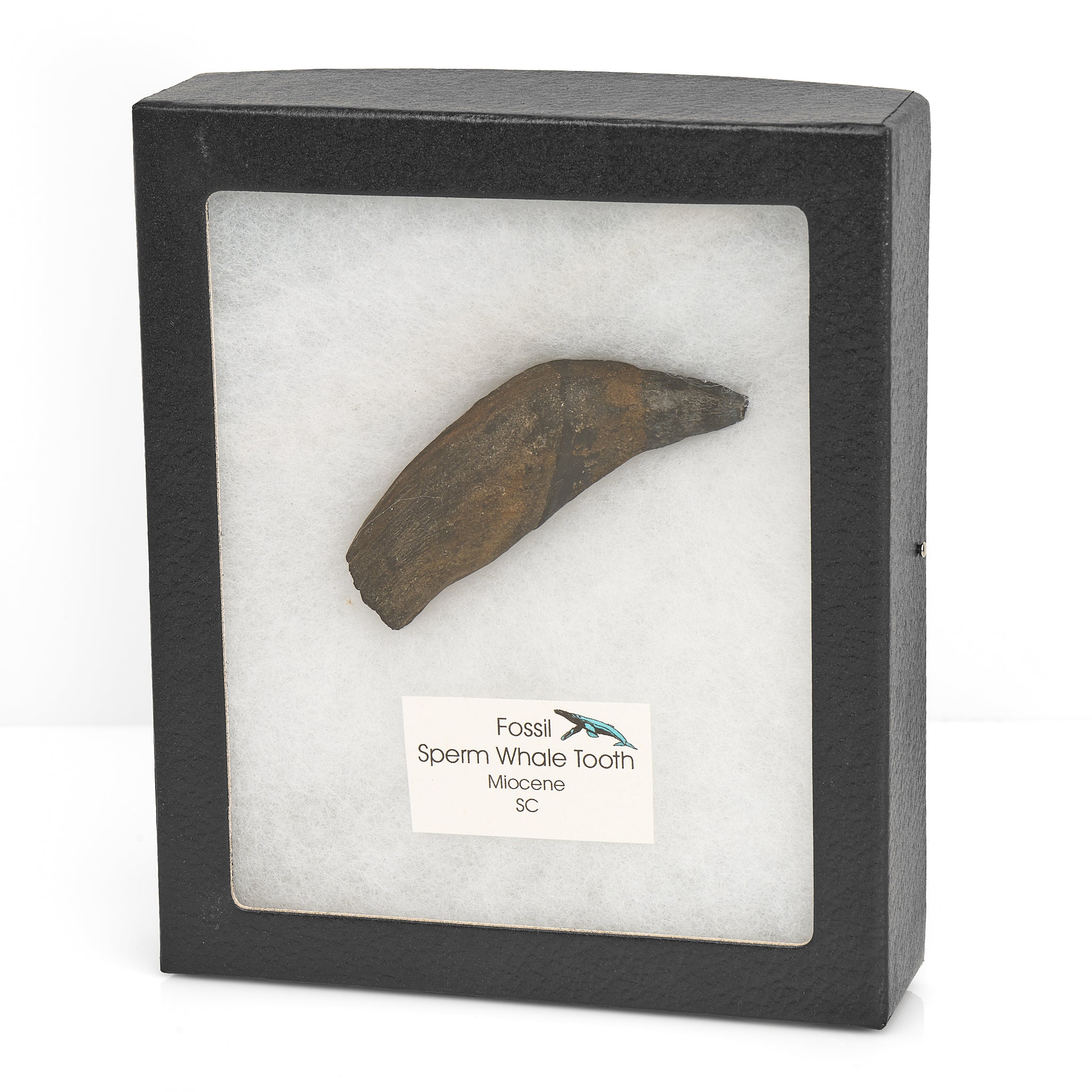 Fossilized Macroraptorial Sperm Whale Tooth, Miocene, USA