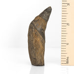 Fossilized Macroraptorial Sperm Whale Tooth, Miocene, USA