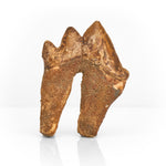 Fossilized Basilosaurus Tooth