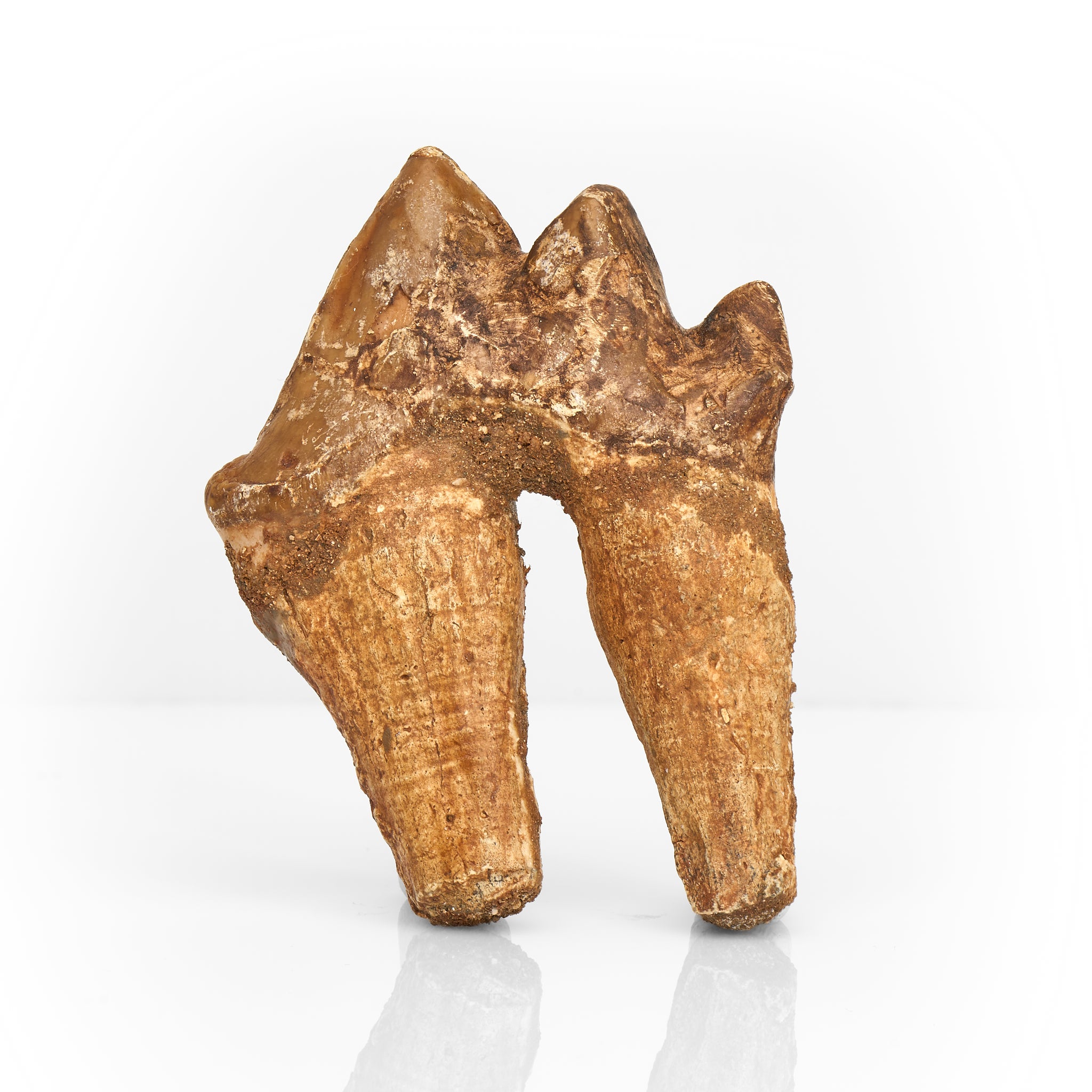 Fossilized Basilosaurus Tooth