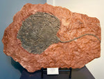 Full Crinoid Plate