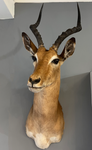 Impala Taxidermy