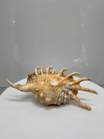 Spider Conch Shells
