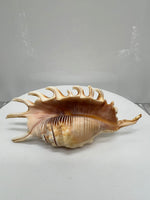 Spider Conch Shells