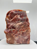 Petrified Wood Slice