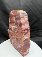 Petrified Wood Slice