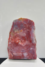 Petrified Wood Slice