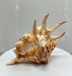 Spider Conch Shells