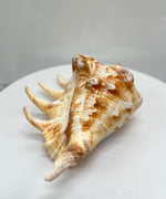 Spider Conch Shells