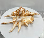 Spider Conch Shells