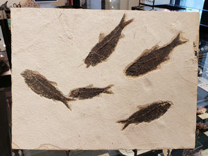 Diplomystus Fish Fossil Plate from Green River, Wyoming