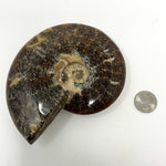 Polished Agatized Ammonite from Morocco
