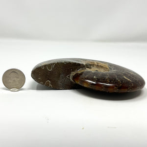 Polished Agatized Ammonite from Morocco