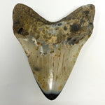 Fossilized Megalodon Tooth from Cooper RIver, Charleston