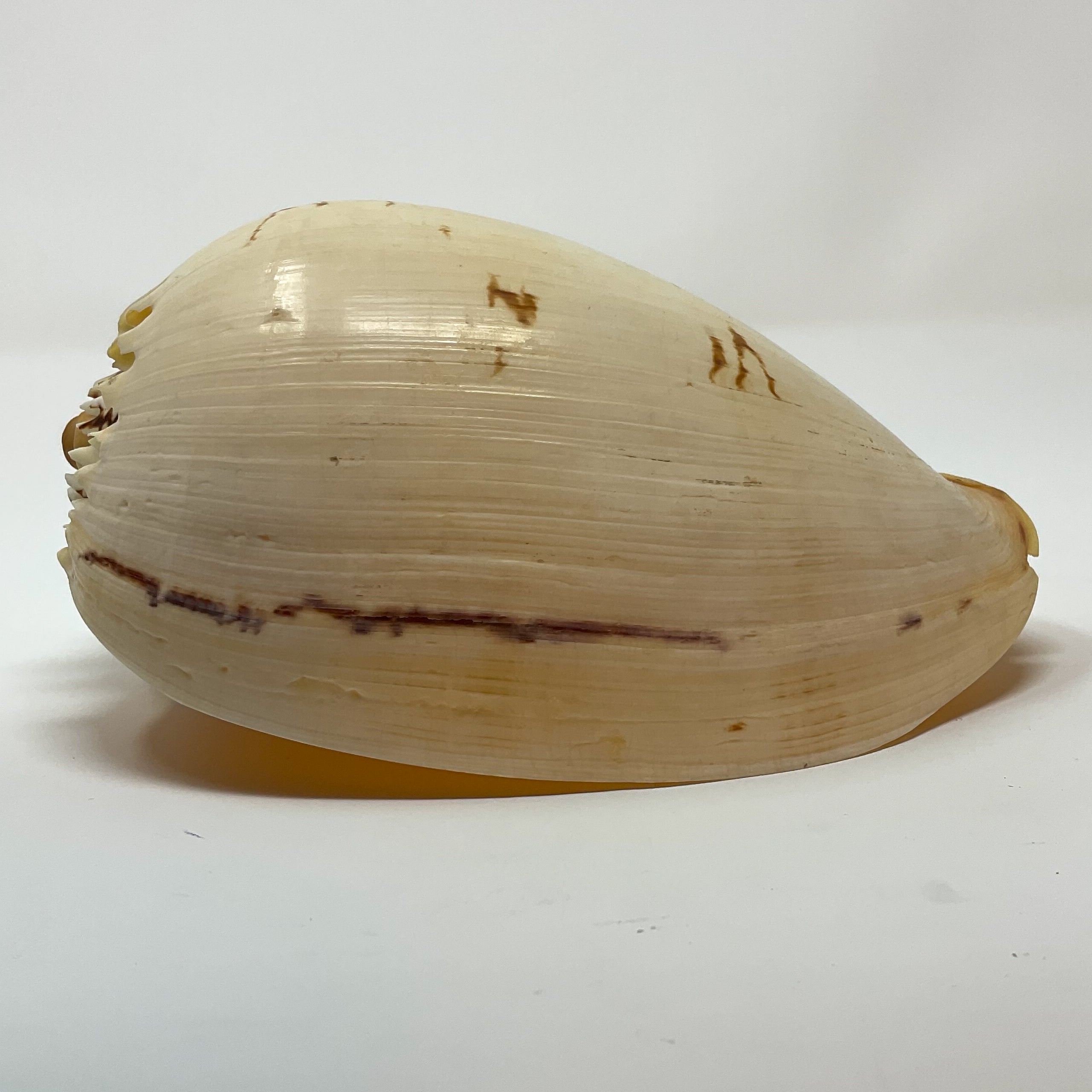 Crowned Baler Shell (Melo aethiopus) from the Philippines – Cornerstone ...