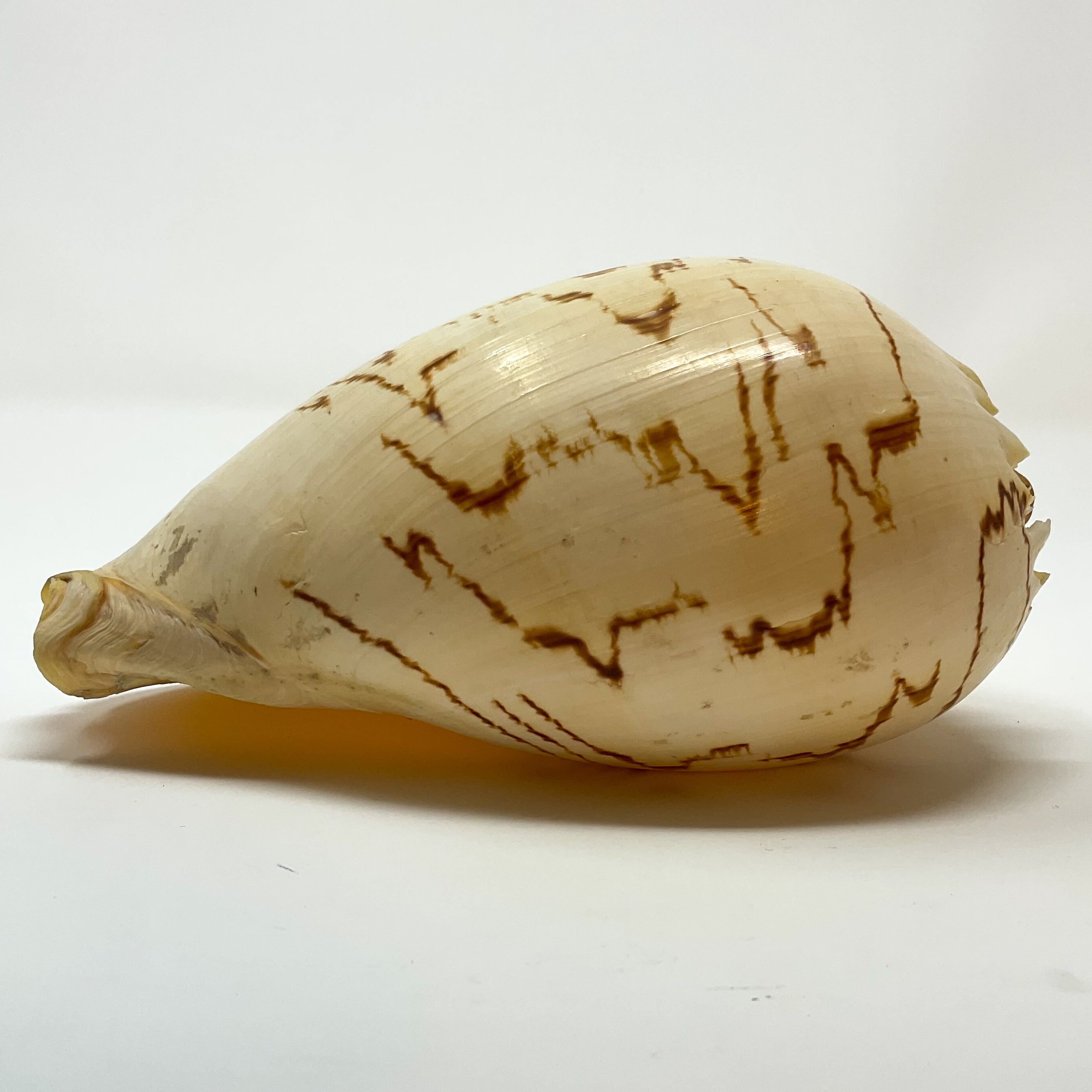 Crowned Baler Shell (Melo aethiopus) from the Philippines