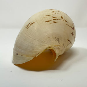 Crowned Baler Shell (Melo aethiopus) from the Philippines
