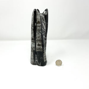 Small Orthoceras Tower from Morocco