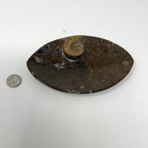 Decorative Ammonite Plate
