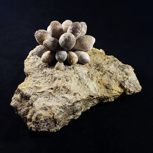 Fossilized Sea Urchin from Albarracin Teruel, Spain
