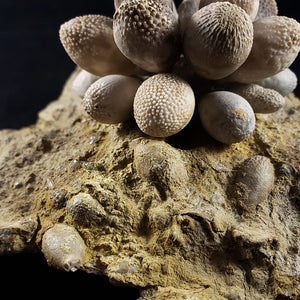 Fossilized Sea Urchin from Albarracin Teruel, Spain
