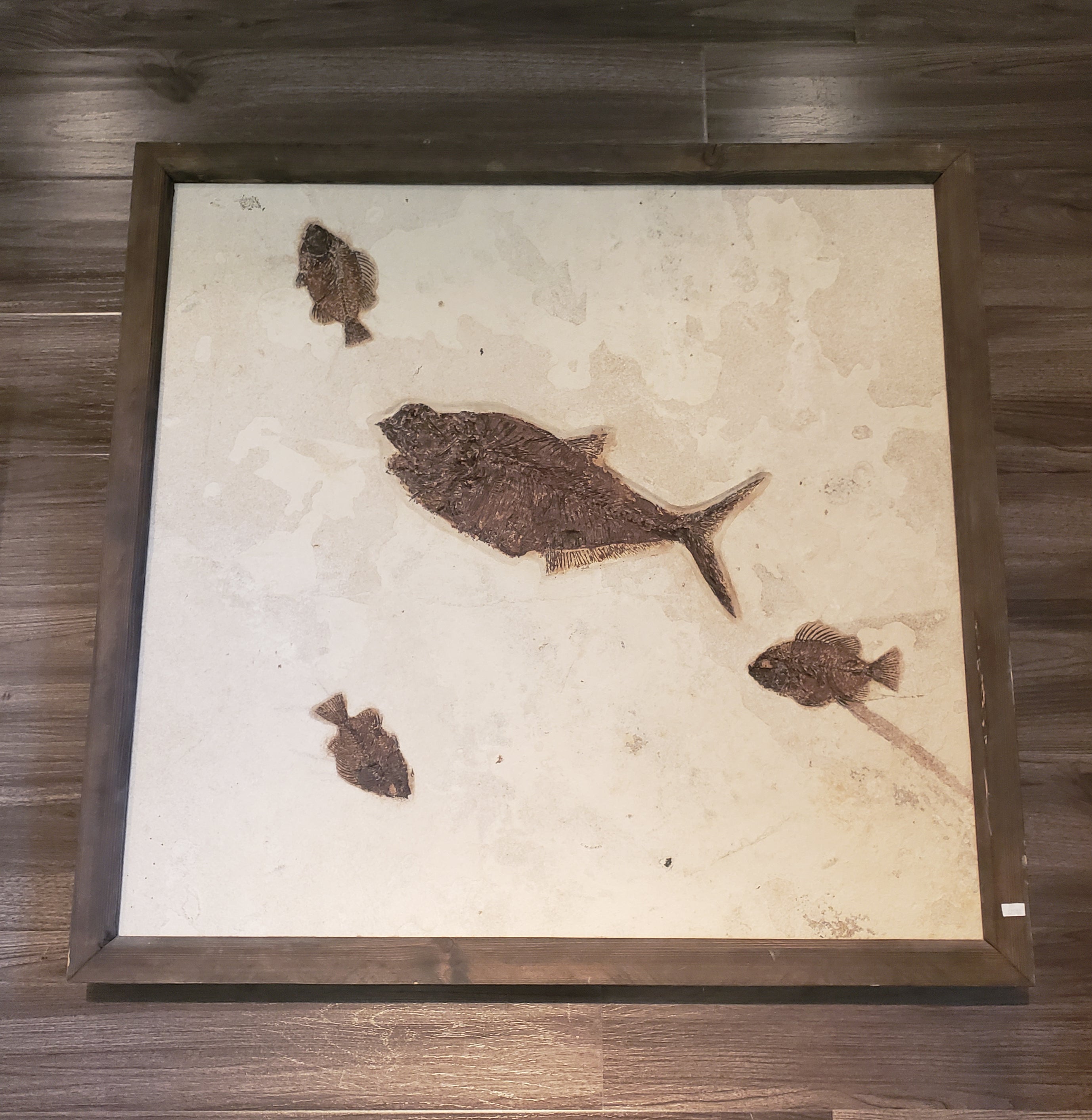 Diplomystus and Priscacara Fish Fossil Plate with Frame